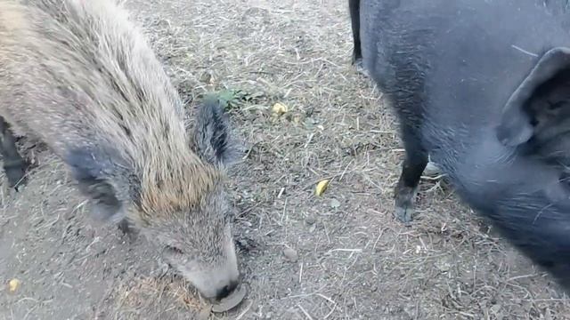 ДИКИЕ КАБАНЫ УМНЕЕ СОБАК. смотреть онлайн