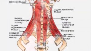 Разбор внешности звезд. Николь Кидман