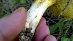 Szemcsésnyelű fenyőtinóru, Suillus granulatus, Weeping bolete, Körnchen-Röhrling, Bolet granulé