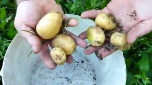 Картофель гала пробуем копать. Молодая картошка.