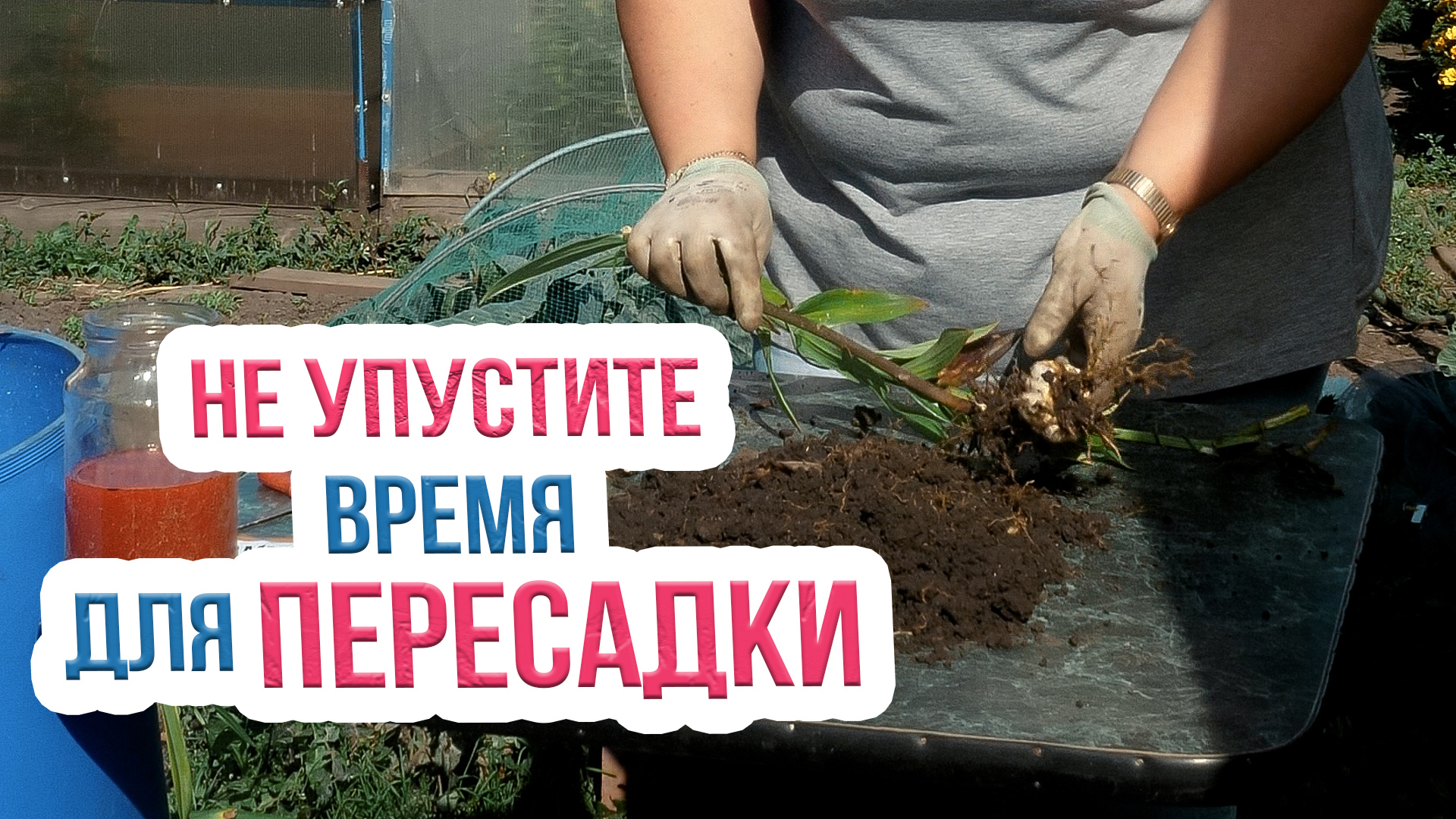 Пересадить лилию осенью на другое место. Пересадка лилии. Пересадка и деление лилий. Посадка лилий. Посадка лилий весной.