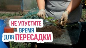 Осенняя пересадка лилий - ЧТО НУЖНО ЗНАТЬ!  Как правильно делить лилии осенью?