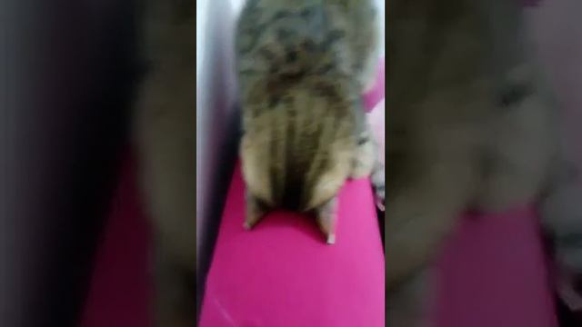 Зимняя спячка/ Кошка спит смотреть онлайн