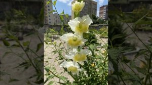 Гладиолусы цвели шикарно в этом году