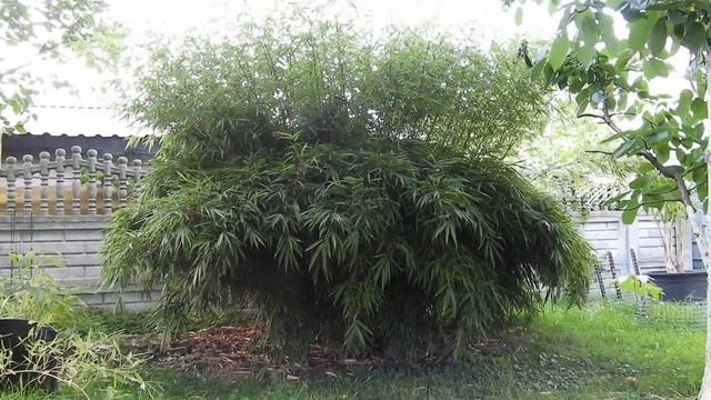 Fargesia rufa 2022 bambus kępowy смотреть онлайн