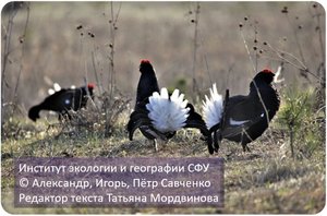 Птицы Сибири