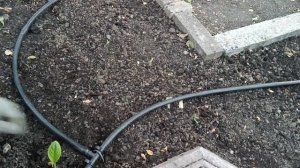 Подкормка растений через капельный.Проблемы капельного полива.Капельный полив в цветочных горшках.