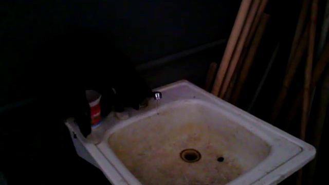 Кот моется смотреть онлайн