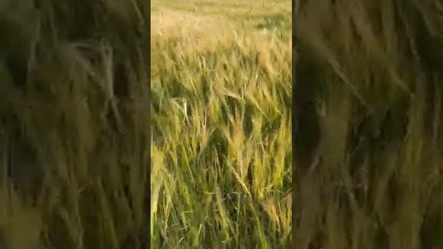 Урожай ячменя в хозяйстве Мениченко В.А. в с. Галкинском. Сеялкой Ерусланова
