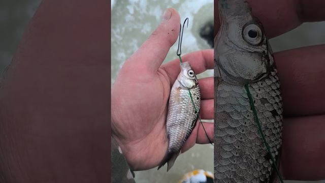 А КАК ВЫ ОСНАЩАЕТЕ ЖИВЦА ДВОЙНИКОМ?РЫБАЛКА НА ЖЕРЛИЦЫ.#РЫБАЛКА2024 #fishing #щука смотреть онлайн