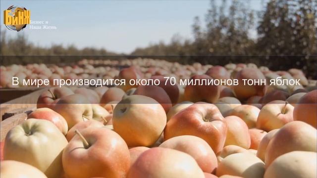 Удивительные факты о яблоках смотреть онлайн