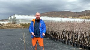 Как привить несколько сортов яблони на один саженец