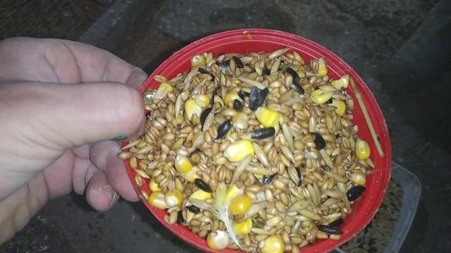 Разведение корелл в зимний период.