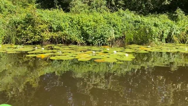 ЛЮБОВЬ ПОХОЖАЯ НА СОН! смотреть онлайн