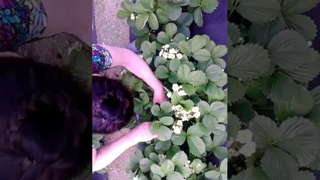 Клубника Эстафета
