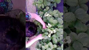 Клубника Эстафета