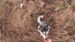 Собака Хаски убегает. Что делать? Решение