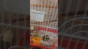 Попугай Пиррура