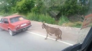 ишак ишака