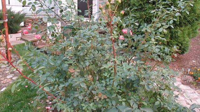 РОЗЫ в октябре. ОШИБКИ при подготовке к зиме! Что НЕ НАДО ДЕЛАТЬ с розами! смотреть онлайн