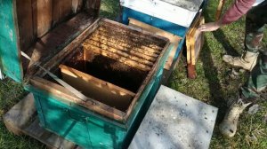 Объединение пчелиных семей ранней весной..