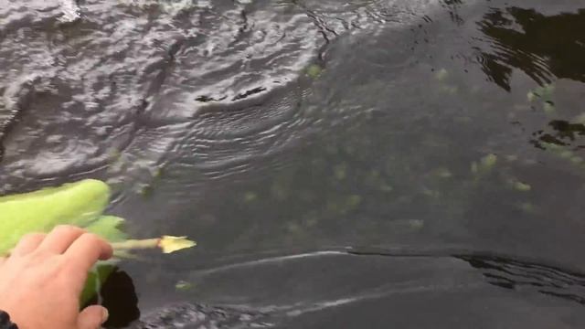 ГДЕ ЖИВУТ РАКИ. ПОИСК МЕСТ ОБИТАНИЯ РАКОВ. ЛОВЛЯ РАКОВ РАКОЛОВКАМИ. РАКИ В РАКОЛОВКЕ. РАКОЛОВКА смотреть онлайн