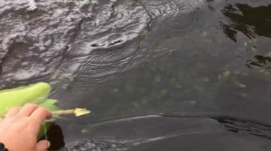 ГДЕ ЖИВУТ РАКИ. ПОИСК МЕСТ ОБИТАНИЯ РАКОВ. ЛОВЛЯ РАКОВ РАКОЛОВКАМИ. РАКИ В РАКОЛОВКЕ. РАКОЛОВКА