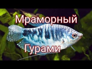 Мраморный гурами. Содержание, уход, кормление.