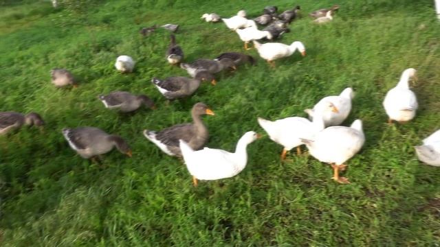 ТЕХНОЛОГИЯ ВЫРАЩИВАНИЯ ГУСЕЙ БОЛЬШАЯ СЕРАЯ И ДАТСКИЙ ЛЕГАРД смотреть онлайн