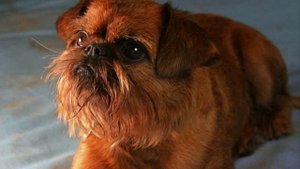 Все породы собак.Брюссельский гриффон (Brussels Griffon)