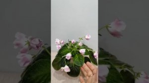 Фиалка РМ-Волшебный тюльпан. Обзор