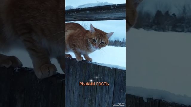 #кошки #коты #рыжийгость #рекомендации #заботаоживотных #зима #февраль