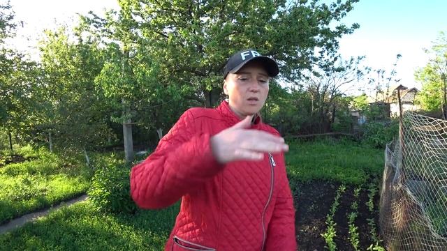 СОБИРАЕМ ПЕРВЫЙ УРОЖАЙ, , ВПЕРВЫЕ ПРОБУЕМ ШПИНАТ, БУРЬЯН ТАК И ПРЁТ ПОСЛЕ ДОЖДЯ смотреть онлайн