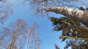 Разбор берёз на кладбище.Работа арбариста.