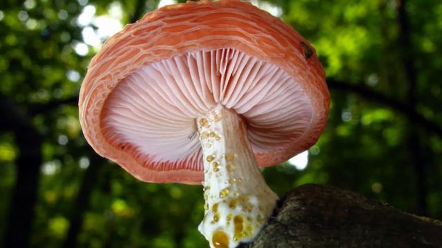 Самые редкие грибы в мире! смотреть онлайн