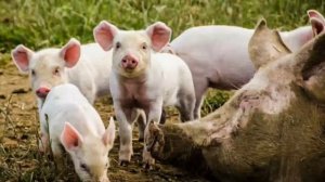 Домашние животные и птицы в деревне! Кто это?