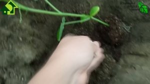 ПОЛОЖИТЕ ЭТО К КОРНЯМ ОГУРЦА РАЗ В МЕСЯЦ и будет очень вкусный урожай! Огурцы будем таскать МЕШКАМИ