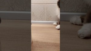 Тестируем "лапомойку" для кошек.