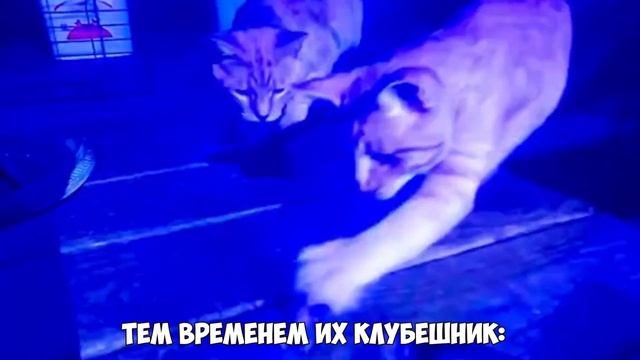 КАК ДЕВОЧКУ ЗАПИКАПИЛИ В CS:GO смотреть онлайн