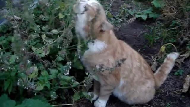 Кот и мята смотреть онлайн