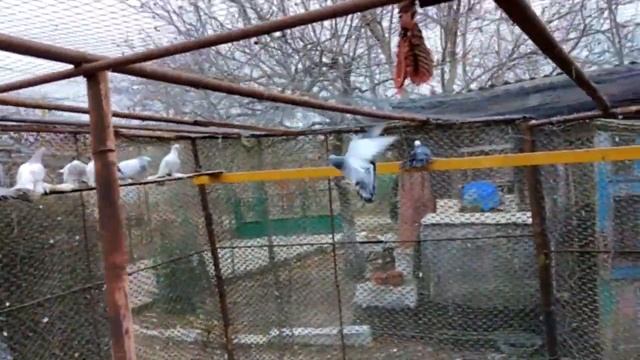 Декабрь 2021 Разминка перед кормёжкой смотреть онлайн