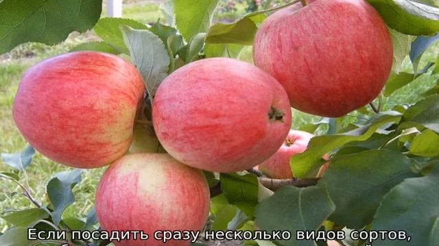 Зимостойкие сорта яблонь