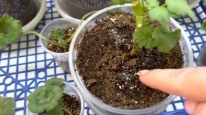 Пеларгонии, пятна на листве. Подскажите чем обработать ??