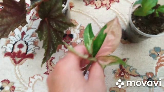 Комнатные растения. Мои очень красивые новинки!! смотреть онлайн