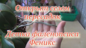 Пересадка прикорневой детки фаленопсиса Феникс