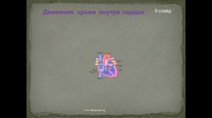 Движение крови и лимфы в организме. Органы кровообращения