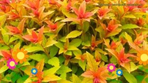 Спирея японская Голдфлейм. Краткий обзор, описание характеристик spiraea japonica Goldflame