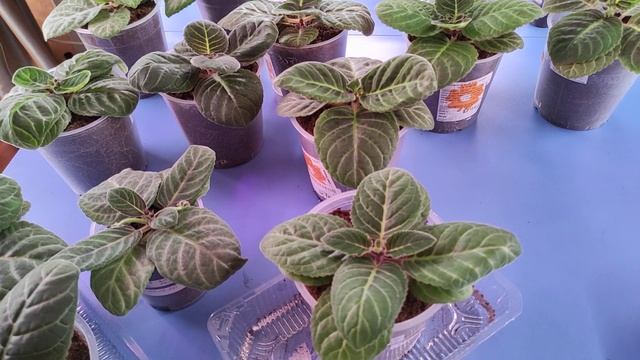 02.01.21.ГЛОКСИНИИ полив сеянцев? смотреть онлайн