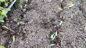 Сажаю свеклу только так и всегда отличный урожай. Свекла рассадой. 30.05.2022