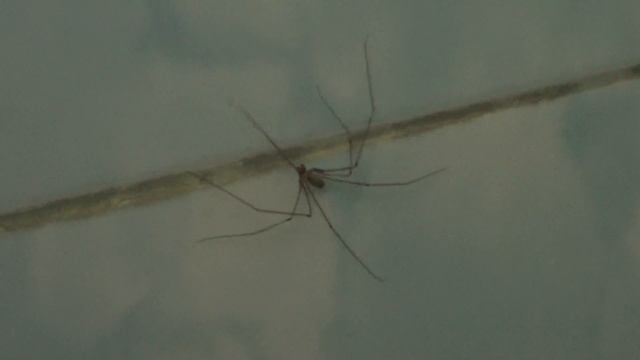 паучок  Вася смотреть онлайн